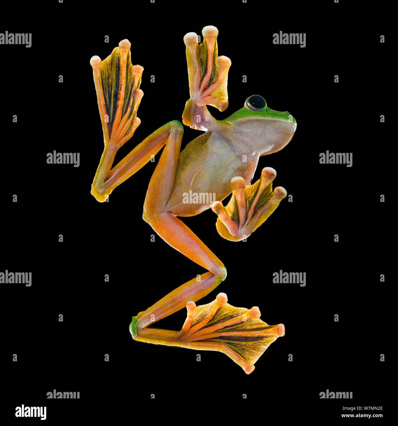 Wallace's Flying frog (Rhacophorus nigropalmatus) homme à partir de la forêt de diptérocarpacées de plaine, Danum Valley, Sabah, Bornéo. Photographiées in situ en studio de fortune dans la forêt. Banque D'Images
