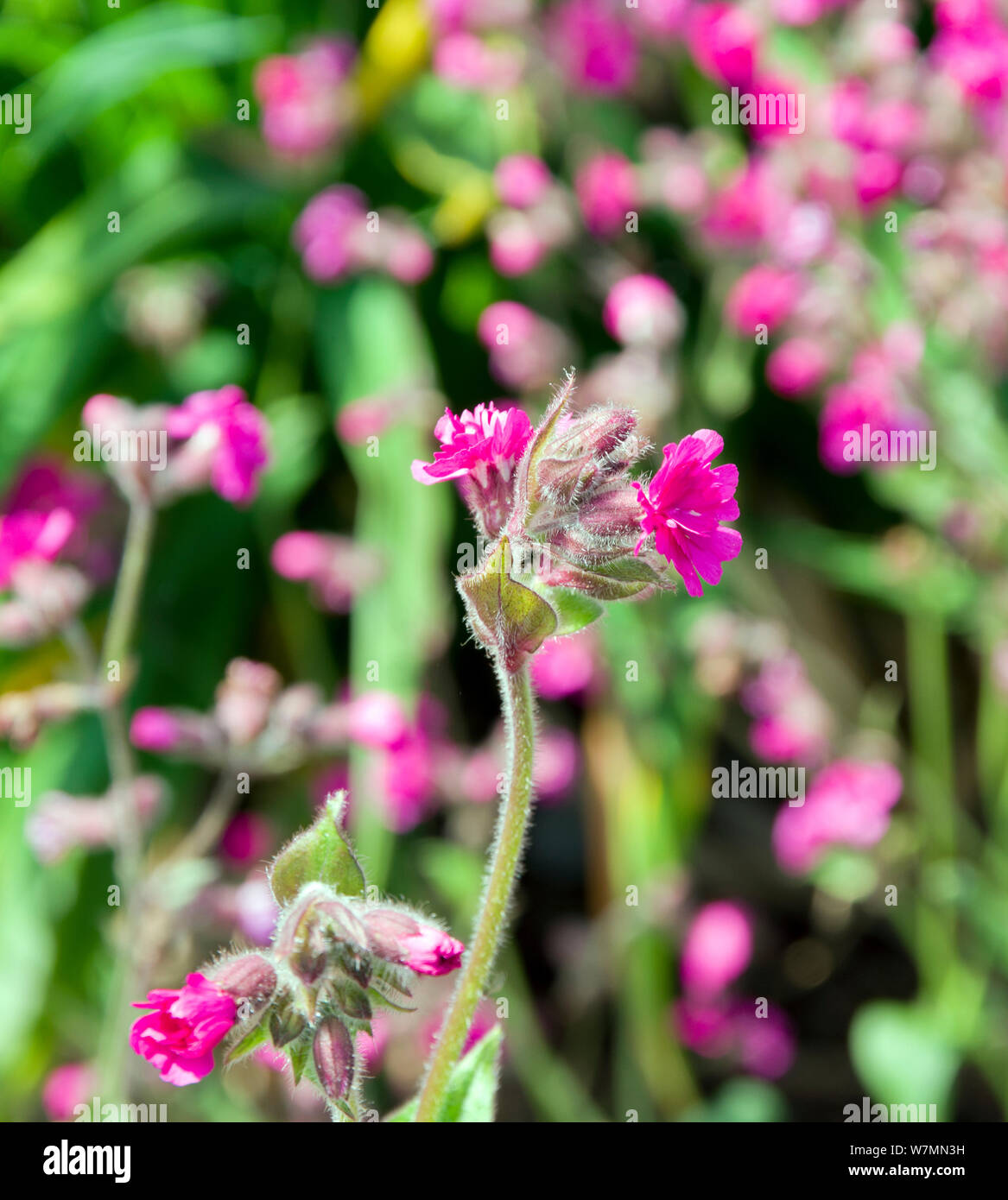 Silene dioica 'Firefly' Banque D'Images