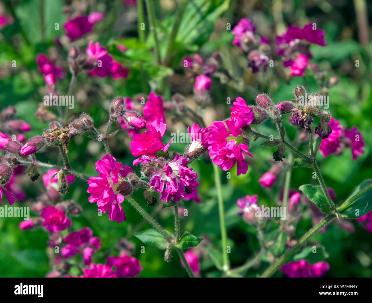 Silene dioica 'Firefly' Banque D'Images