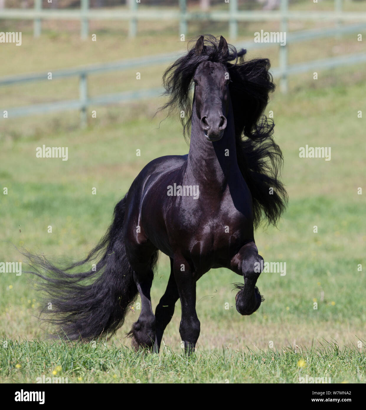 Étalon frison noir trot, Ojai, Californie, USA Banque D'Images