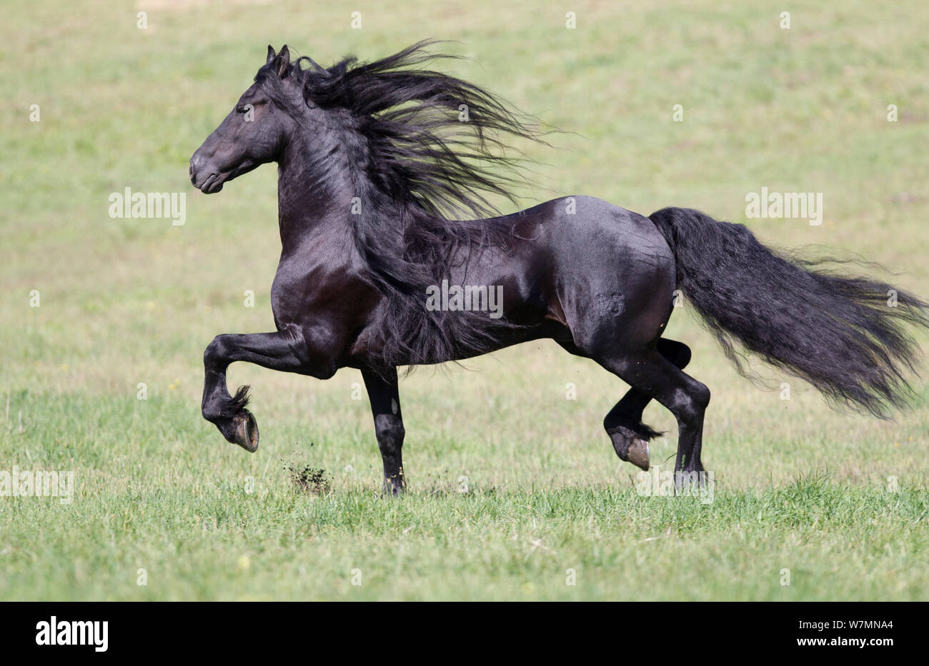 Étalon frison noir trot, Ojai, Californie, USA Banque D'Images