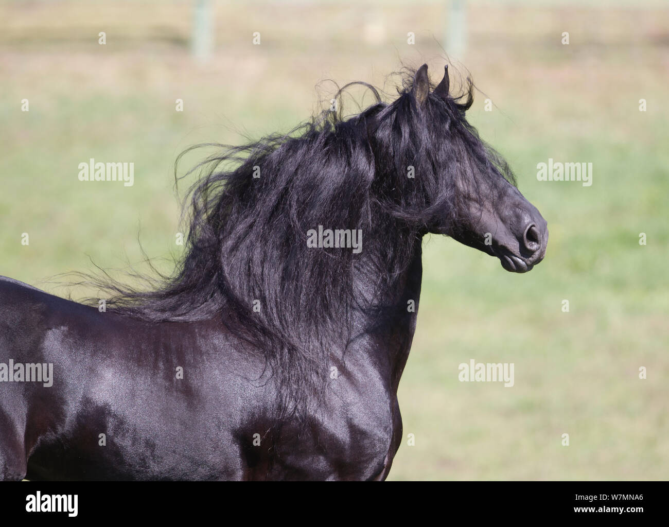 Étalon frison noir, Ojai, Californie, USA Banque D'Images