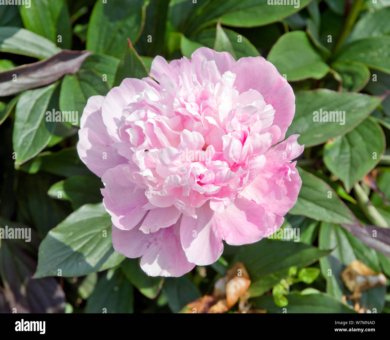 Paeonia lactiflora 'Bridal Veil' Banque D'Images