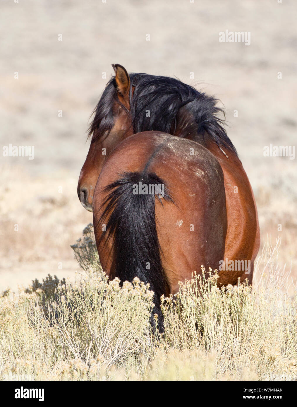 Mustang / Wild horse bay se reposer, vue arrière, diviser bassin, Wyoming, USA Banque D'Images