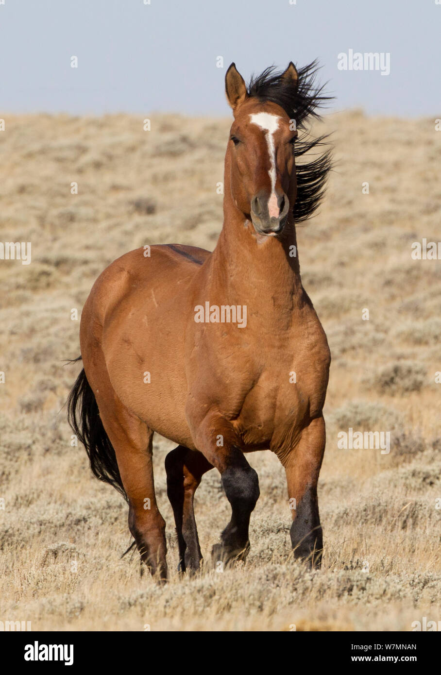 Mustang / Wild horse bay exécutant, divisez bassin, Wyoming, USA Banque D'Images