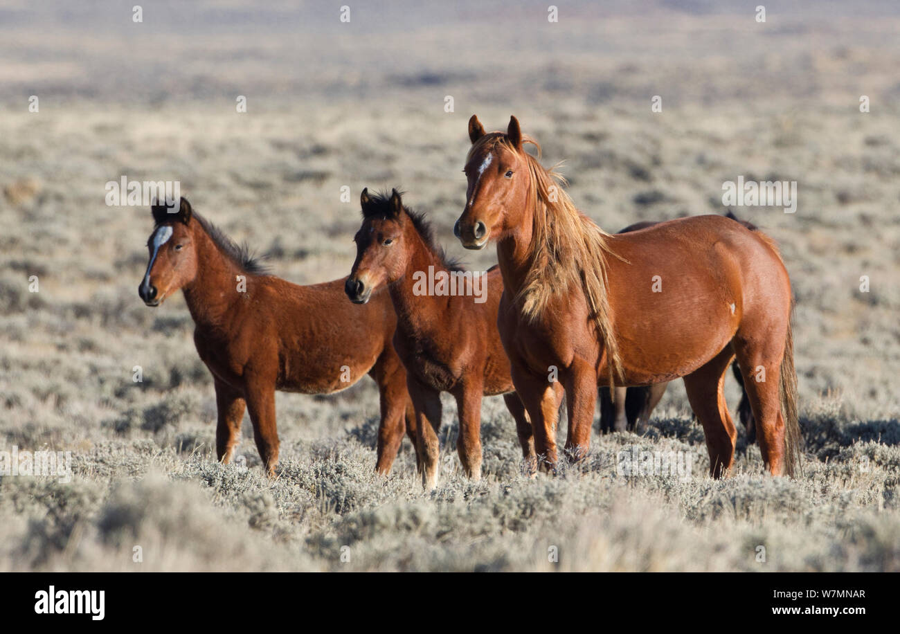 / Les chevaux sauvages, les Mustangs de mare et deux poulains, Wyoming, USA Banque D'Images