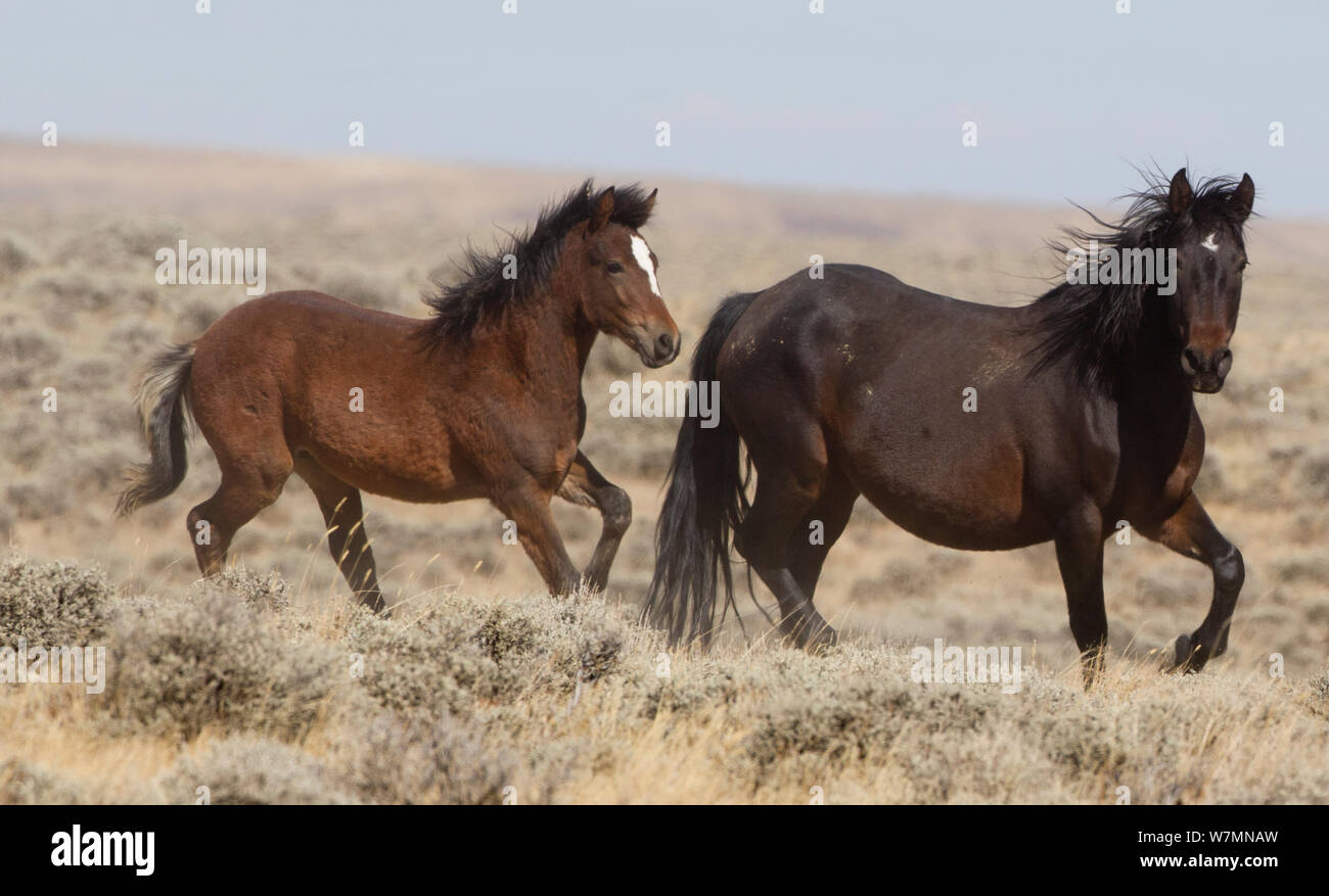 Les chevaux sauvages, les Mustangs / jument baie et son poulain en marche, Wyoming, USA Banque D'Images