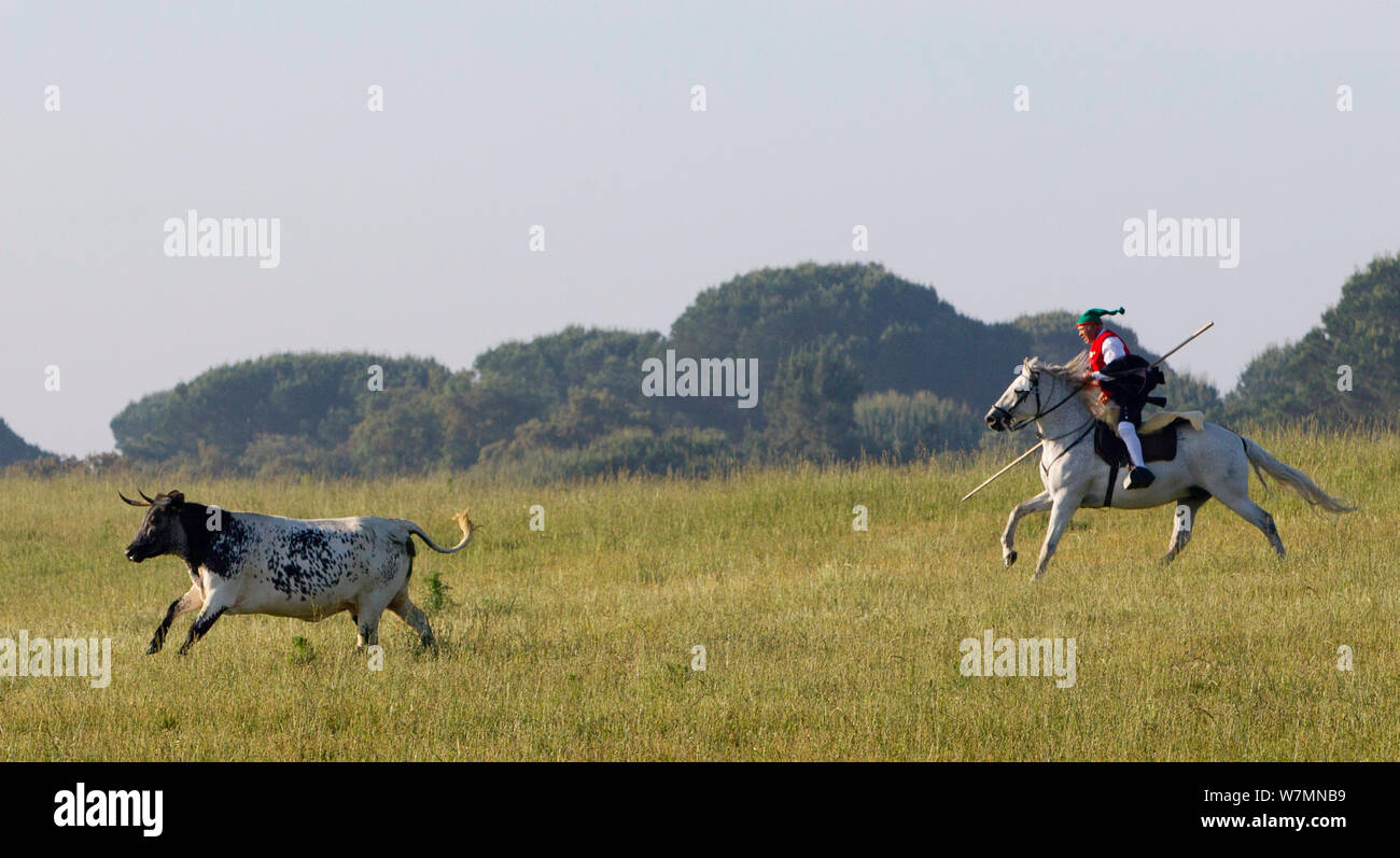Cheval lusitanien, campino équitation un étalon gris de bovins d'élevage, Portugal, Mai 2011 Banque D'Images