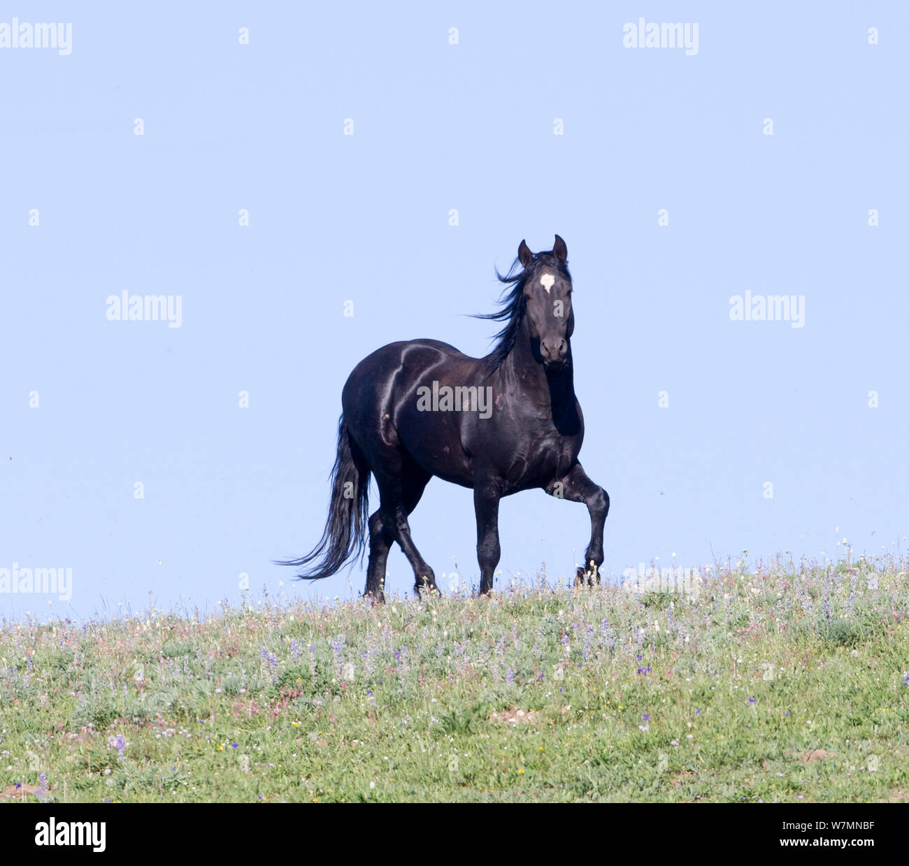 Cheval sauvage / Mustang (Equus caballus) étalon noir sur l'horizon,  Montagnes Pryor, Montana, USA Photo Stock - Alamy
