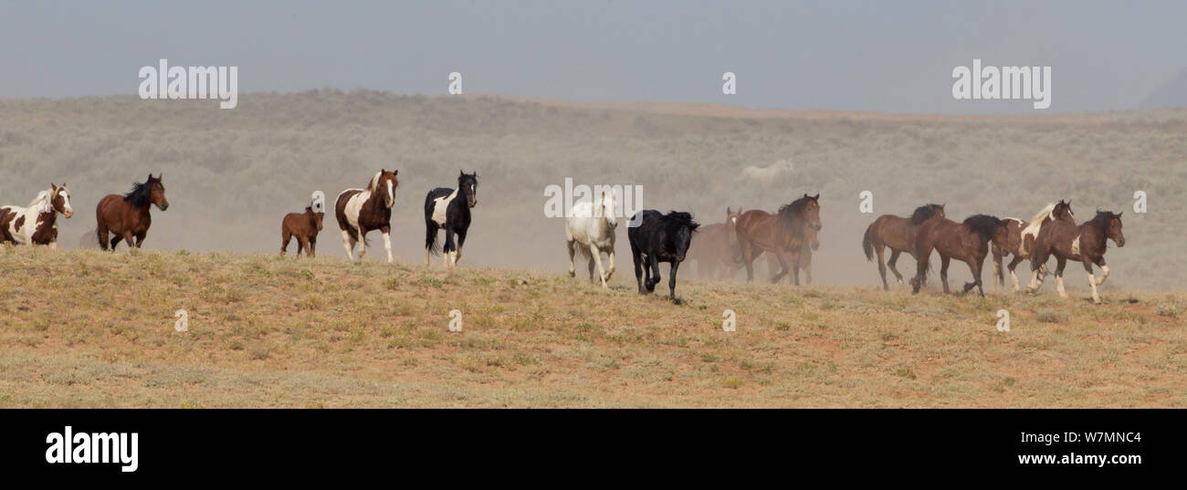 Les chevaux sauvages, les Mustangs / Pics McCullough, troupeau nord du Wyoming, USA Banque D'Images