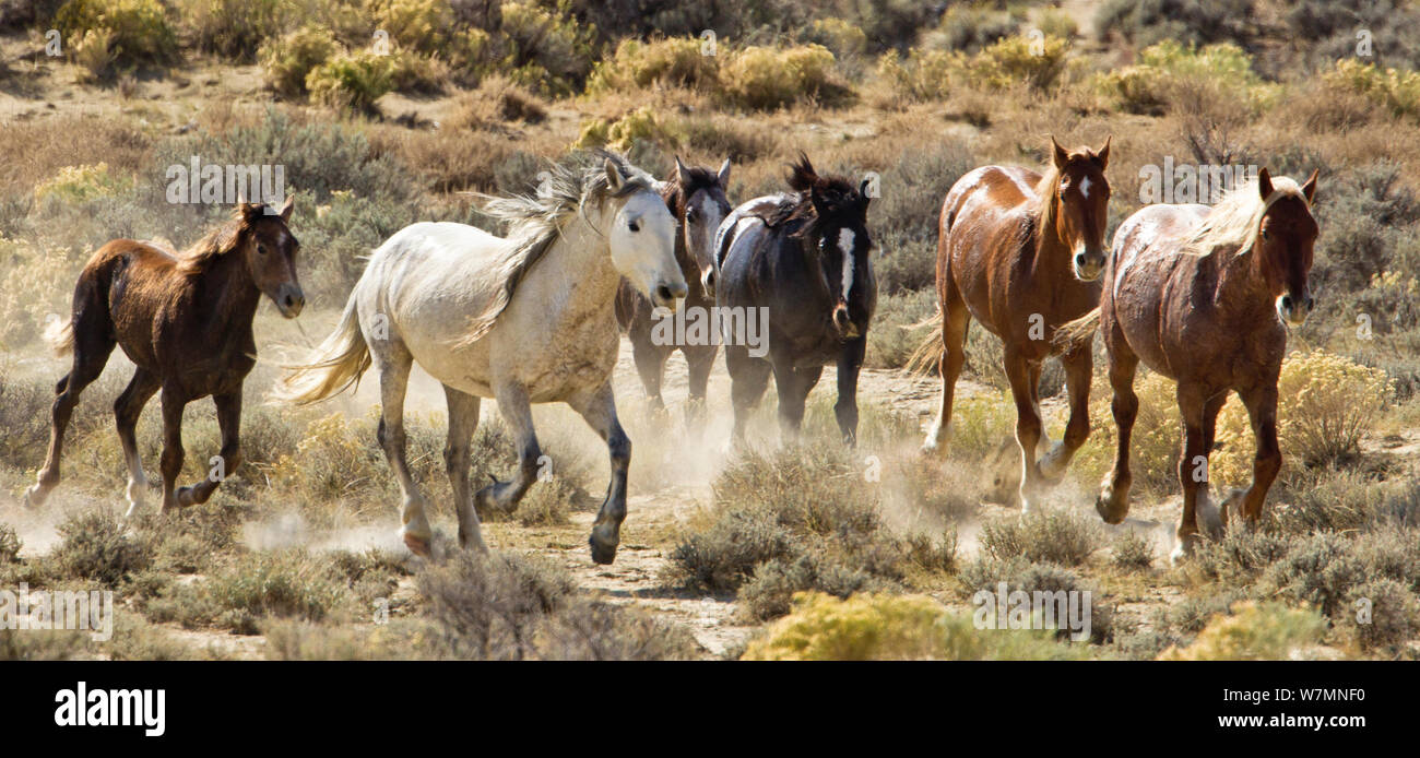 Mustang / chevaux sauvages, troupeau en marche, Ville d'Adobe, Wyoming, USA Banque D'Images