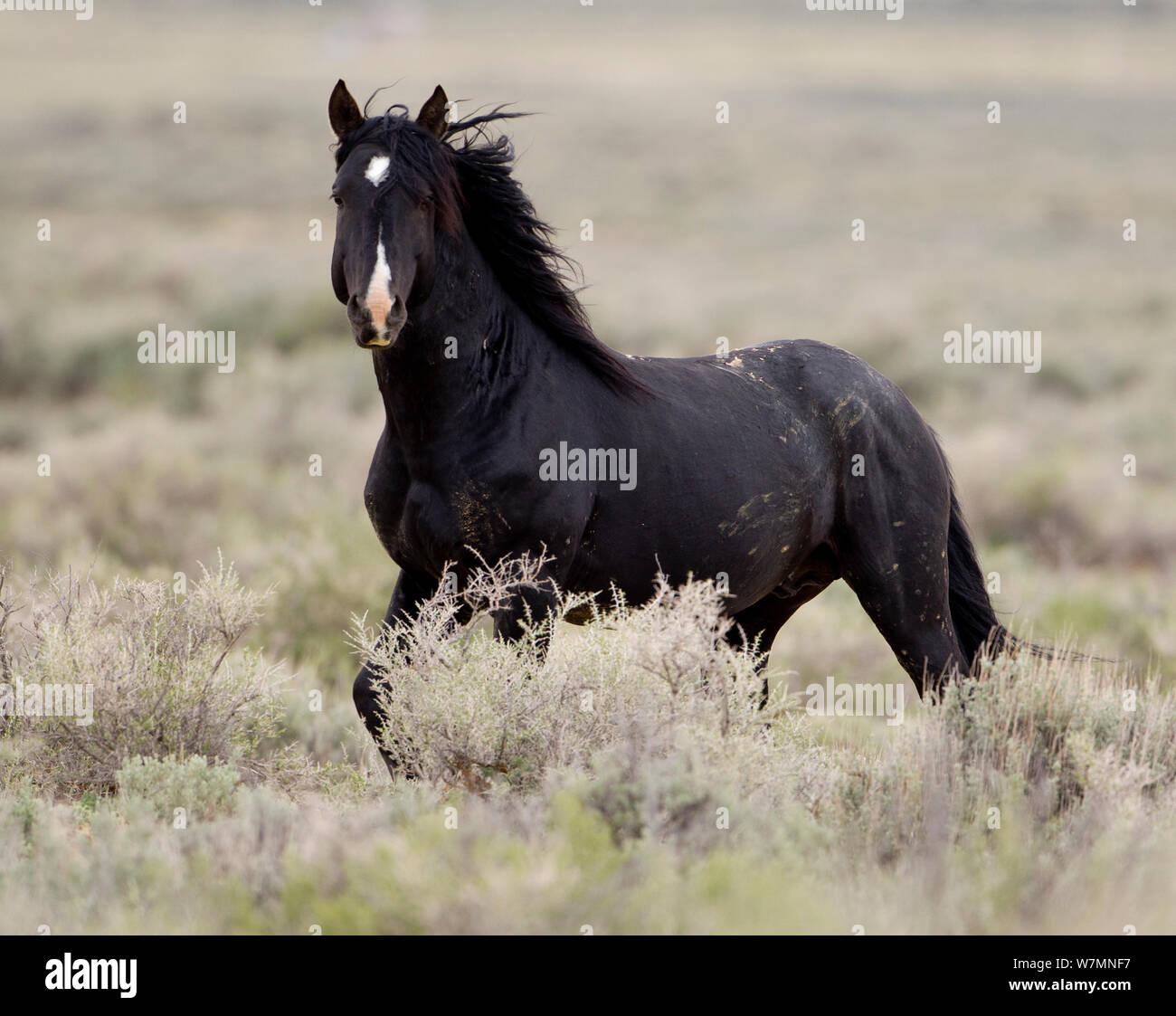 Cheval Sauvage Mustang Etalon Noir Tournant Great Divide Basin Wyoming Usa Photo Stock Alamy Cheval Sauvage Mustang Etalon Noir Tournant Great Divide Basin Wyoming Usa Photo Stock Alamy