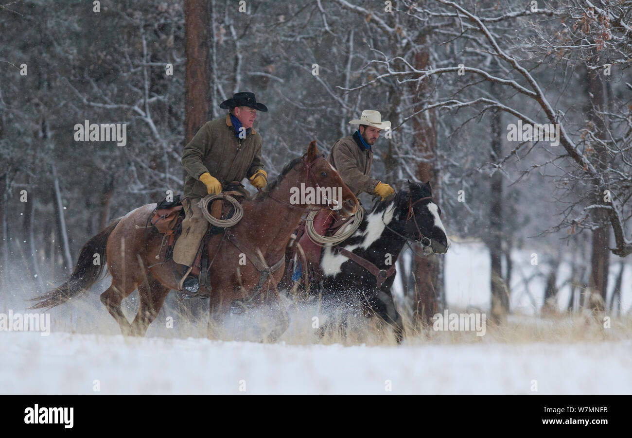 Galopant dans la neige, des cow-boys du Wyoming, USA, février 2012, parution du modèle Banque D'Images