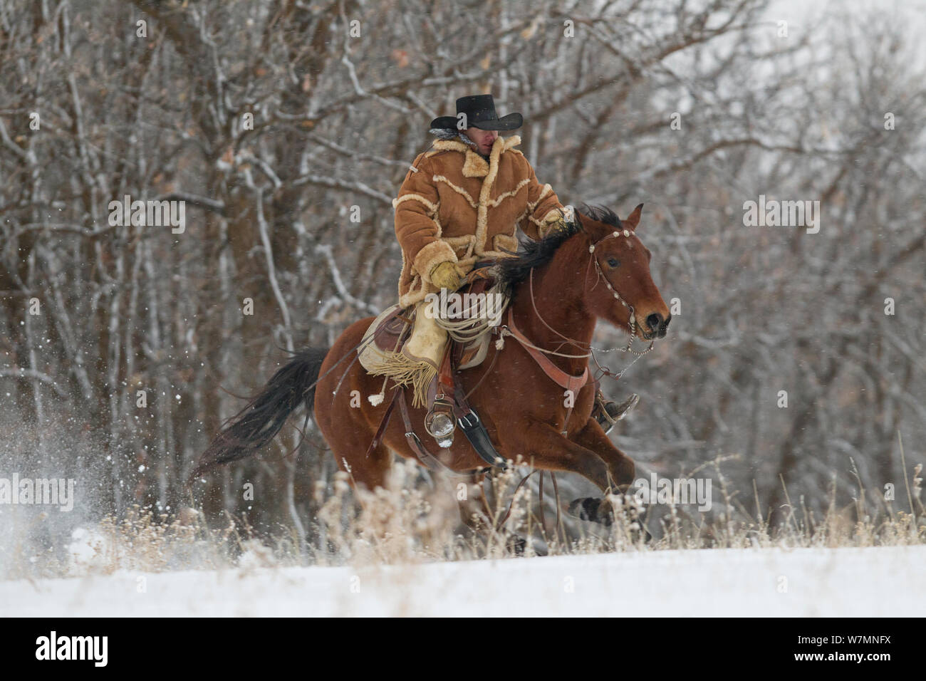 Le galop Cowboy dans la neige, vêtu de peau de mouton épais manteau, Wyoming, USA, février 2012, parution du modèle Banque D'Images