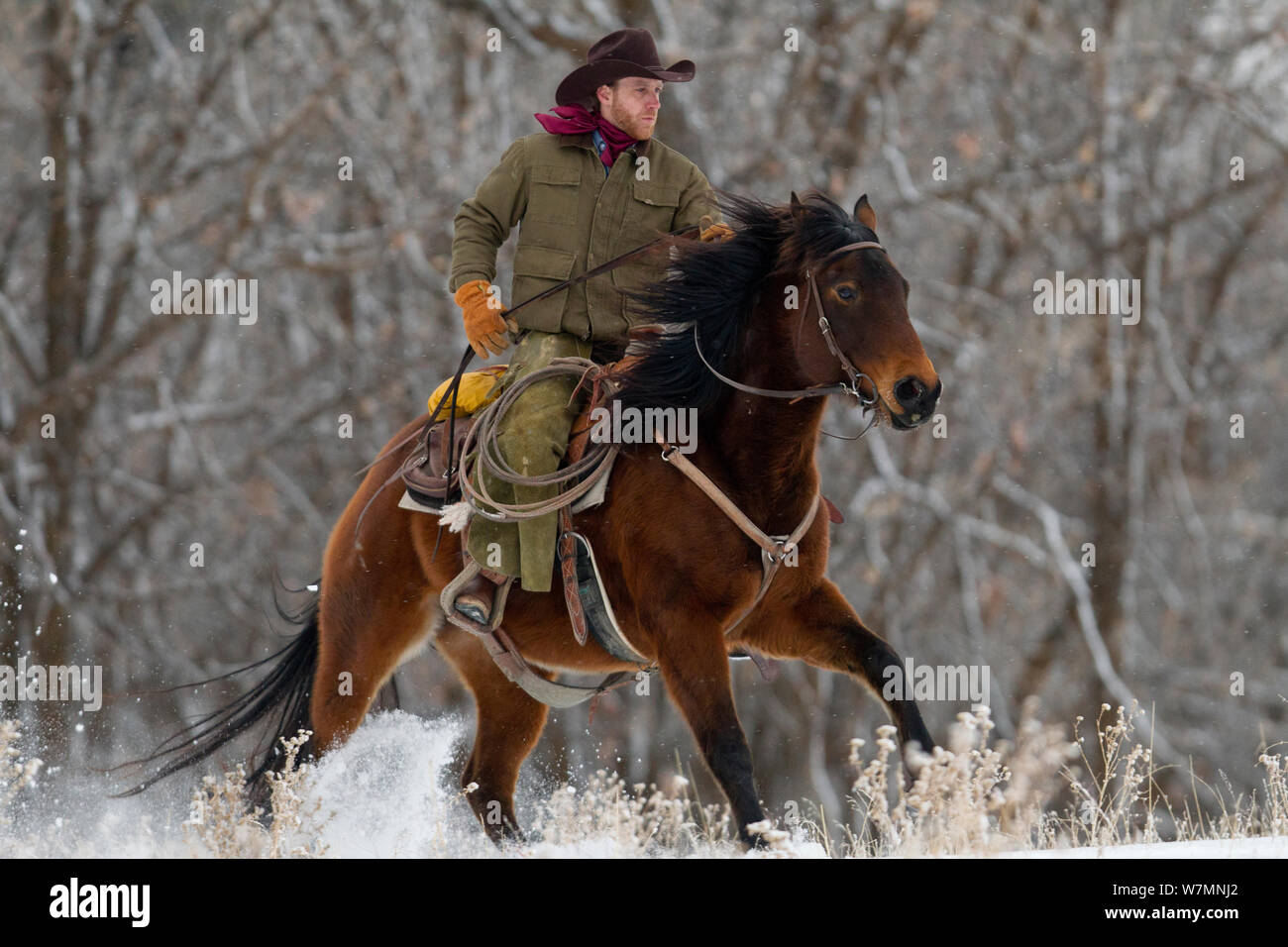 Le galop Cowboy dans la neige, Wyoming, USA, février 2012, parution du modèle Banque D'Images