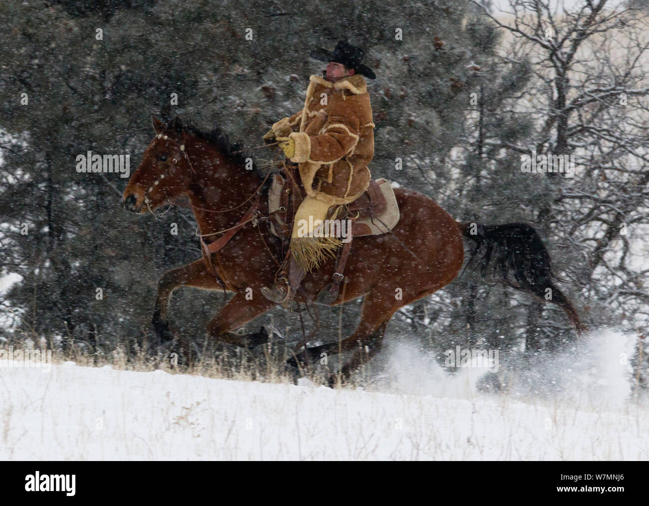 Le galop Cowboy dans la neige, vêtu de peau de mouton épais manteau, Wyoming, USA, février 2012, parution du modèle Banque D'Images