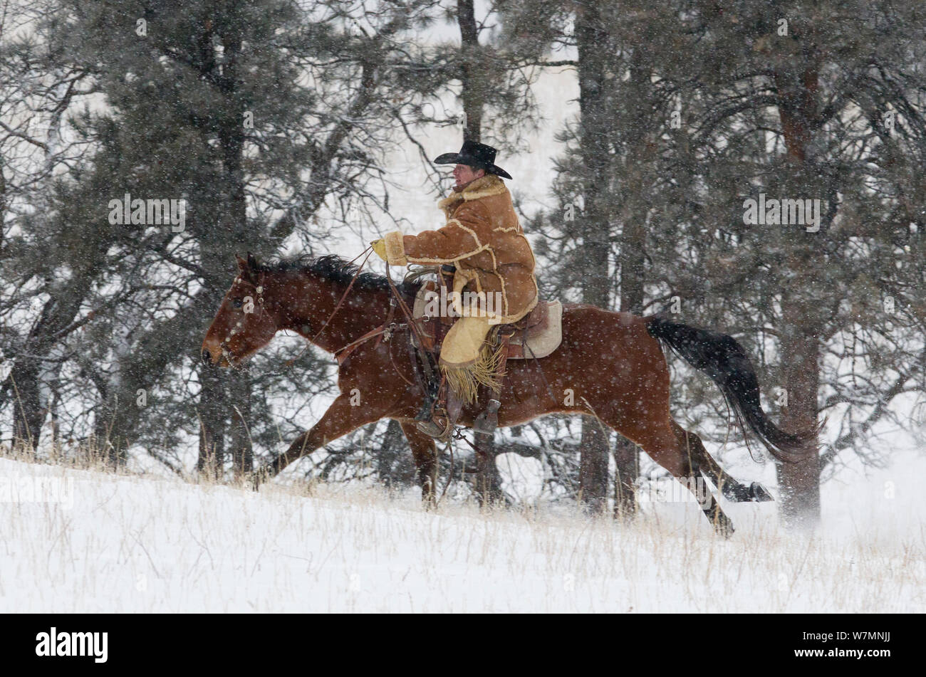 Le galop Cowboy dans la neige, vêtu de peau de mouton épais manteau, Wyoming, USA, février 2012, parution du modèle Banque D'Images
