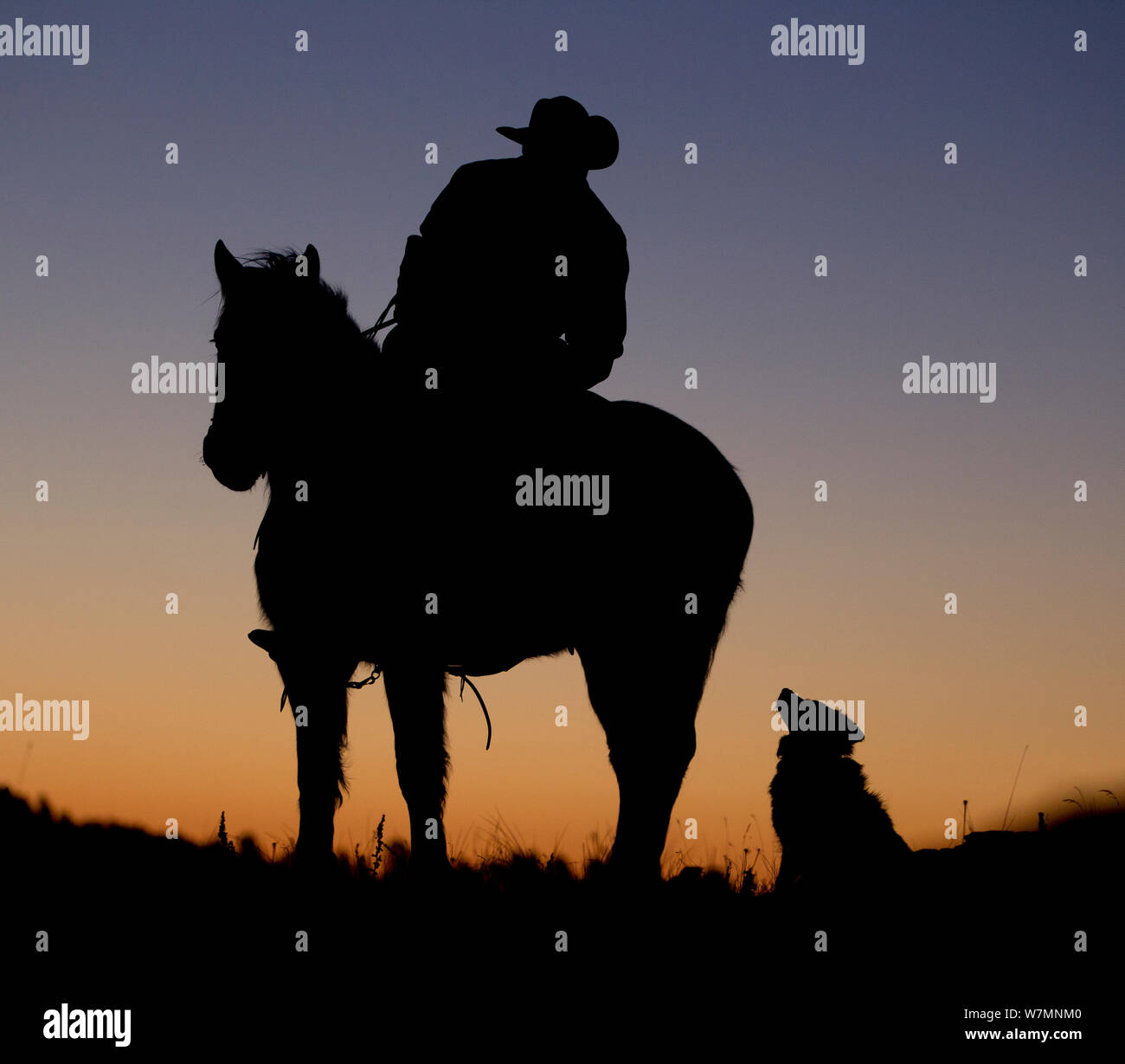 D'ossature à l'aube de Cowboy, cheval et chien, Wyoming, USA, février 2012, parution du modèle Banque D'Images