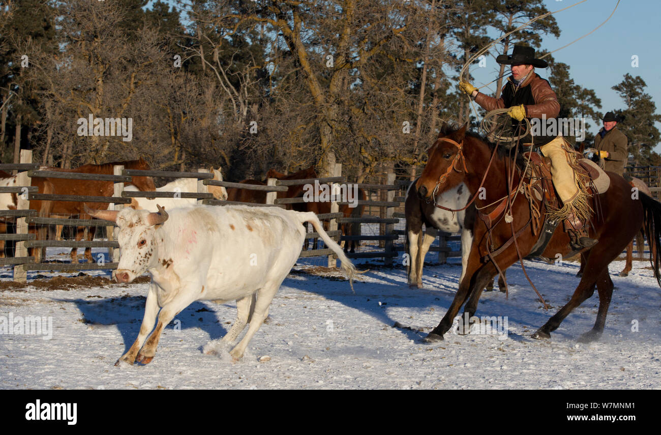 Lassooing Cowboy cattle au cours de round-up, Wyoming, USA, février 2012, parution du modèle Banque D'Images