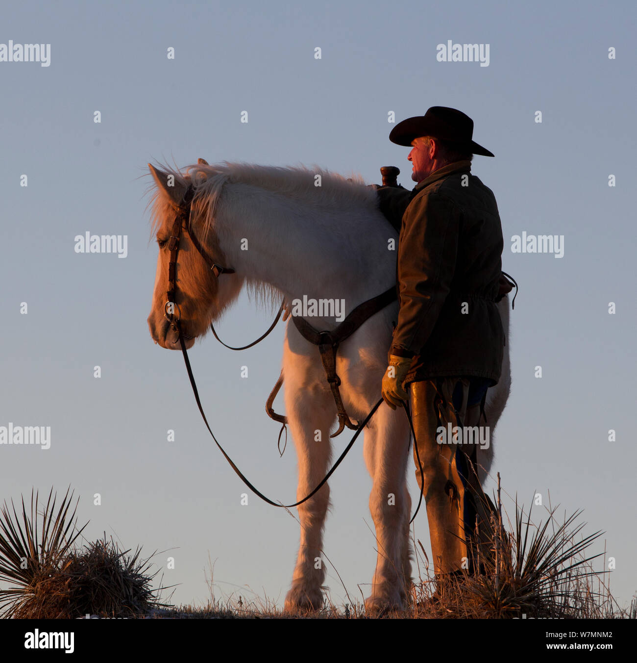 Cowboy avec son cheval à l'aube, Wyoming, USA, février 2012, parution du modèle Banque D'Images