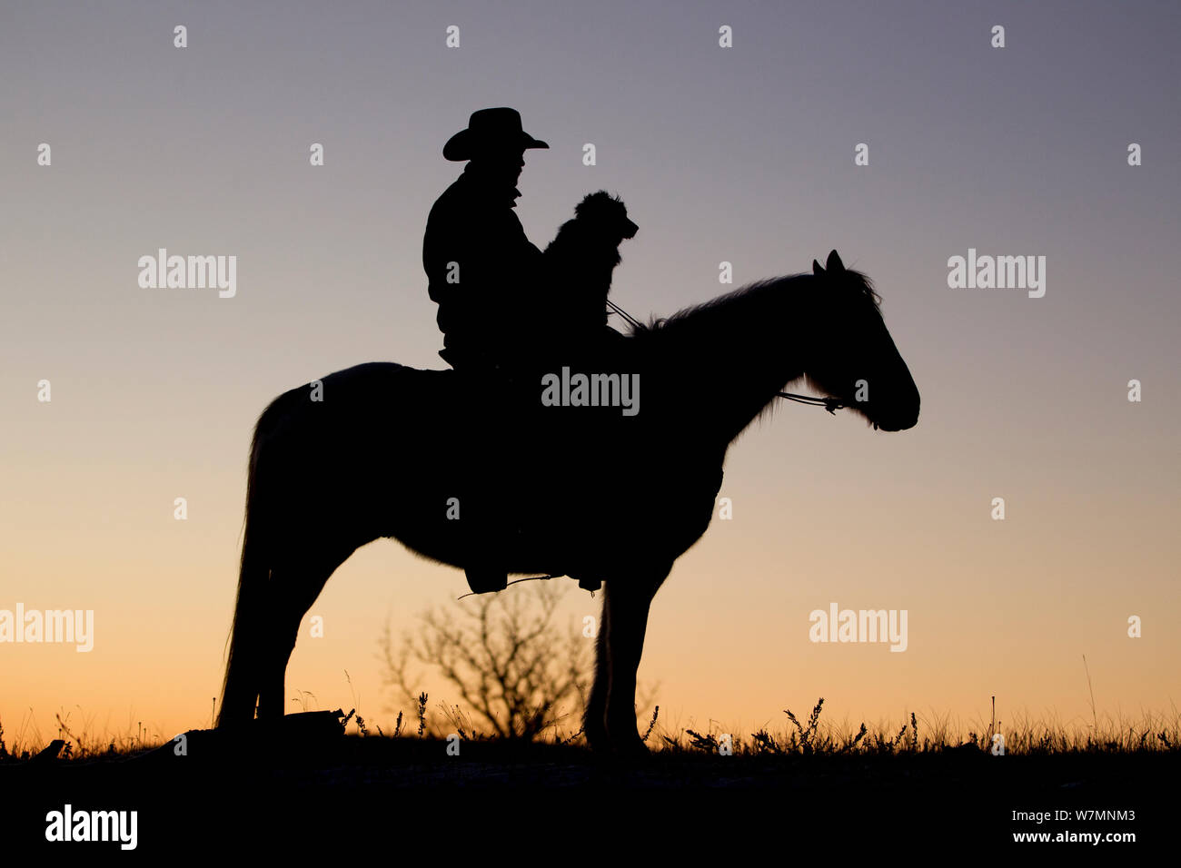 D'ossature à l'aube de Cowboy avec chien riding horse, Wyoming, USA, février 2012, parution du modèle Banque D'Images