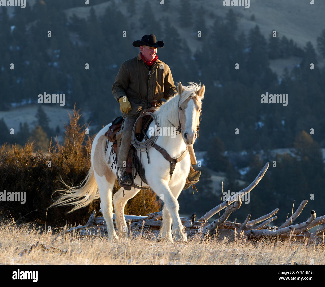 Circonscription de cow-boy à l'aube, Wyoming, USA, février 2012, parution du modèle Banque D'Images