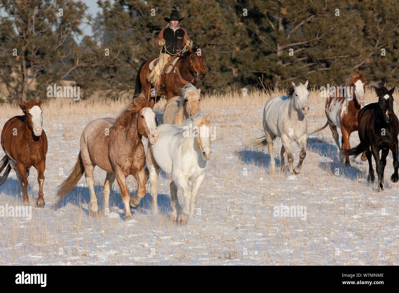 Cowboy arrondissement troupeau de quarter horses dans la neige, Wyoming, USA, février 2012, parution du modèle Banque D'Images