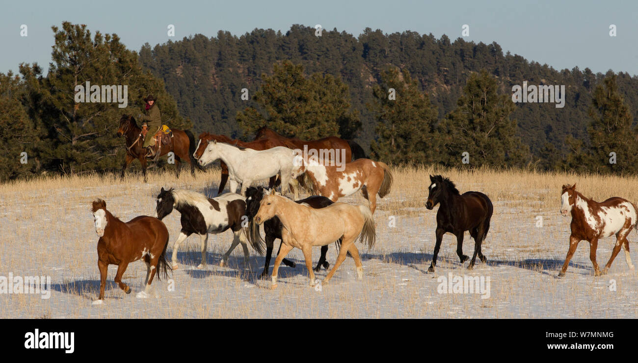 Cowboy arrondissement troupeau de chevaux trottant peinture trimestre dans la neige, Wyoming, USA, Février 2012 Banque D'Images