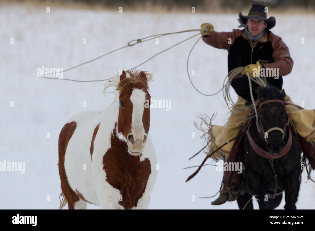 Lassooing Cowboy quarter horse paint dans la neige, Wyoming, USA, février 2012, parution du modèle Banque D'Images