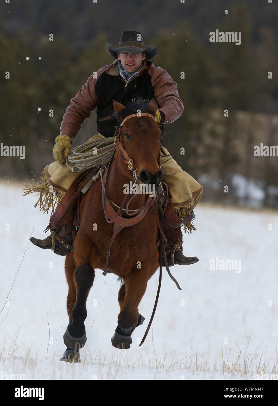 Cow-boy à cheval équitation dans la neige, au galop, Wyoming, USA, février 2012, parution du modèle Banque D'Images