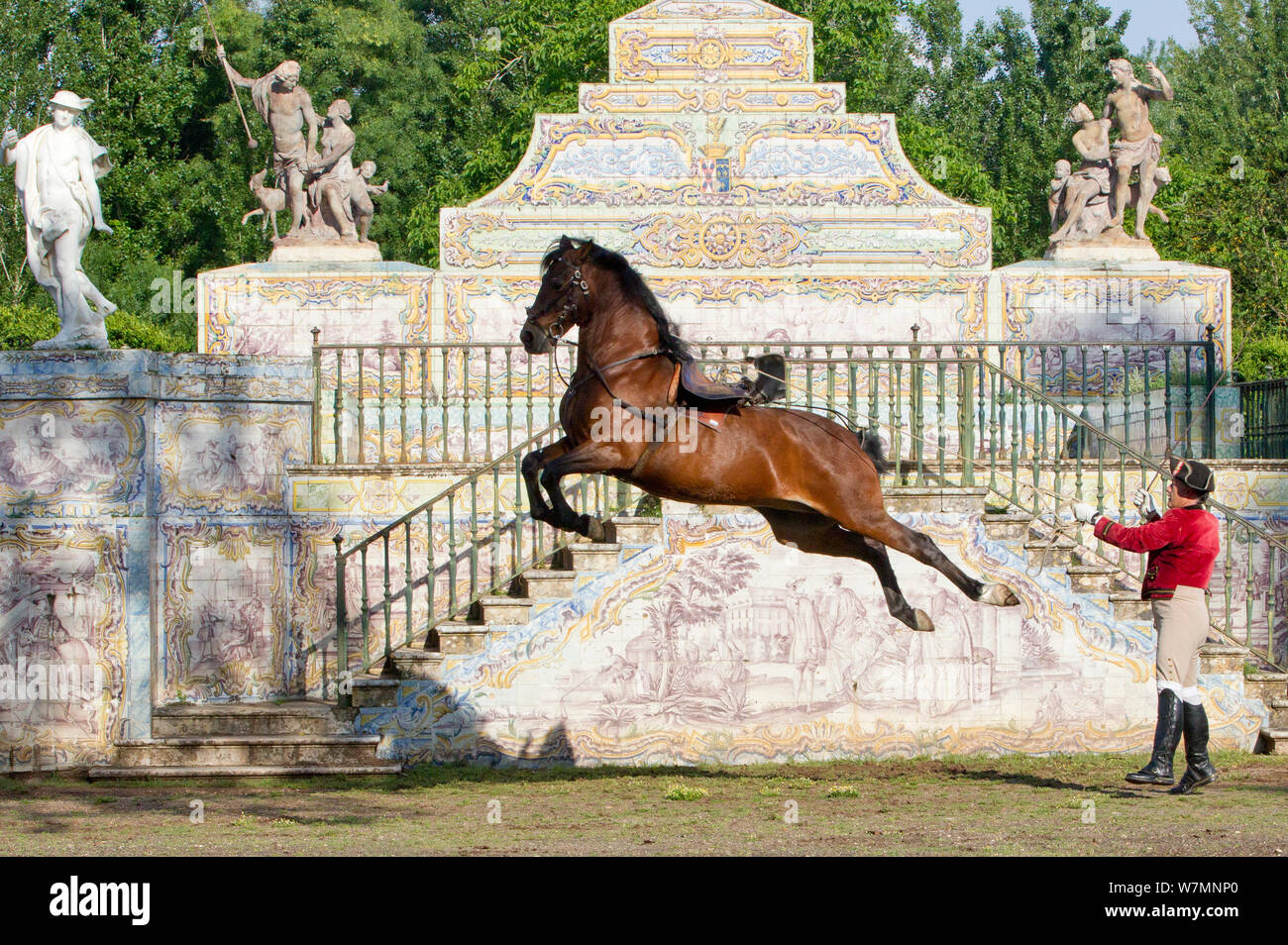 La formation, l'homme cheval lusitanien étalon en étapes de dressage, le leap, haute école équestre Royale, Lisbonne, Portugal, mai 2011, parution du modèle Banque D'Images