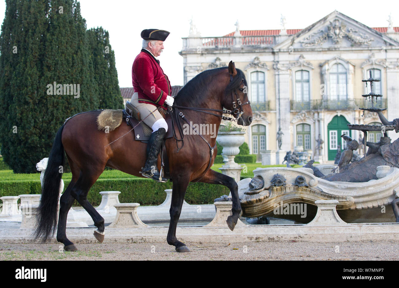 Cheval lusitanien, l'homme équitation étalon en étapes de dressage, Royal Riding School, Lisbonne, Portugal, mai 2011, parution du modèle Banque D'Images