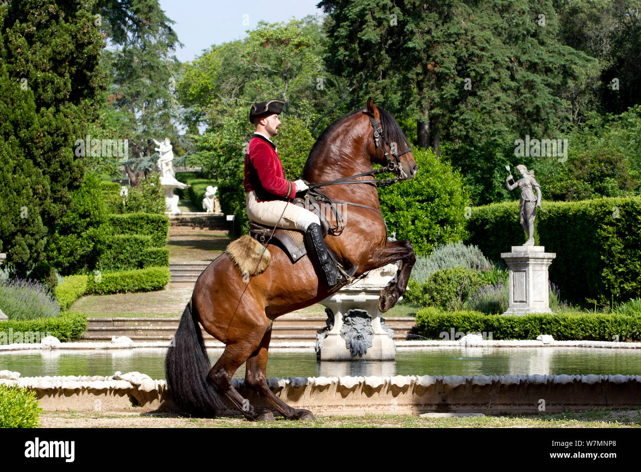 Cheval lusitanien, l'homme équitation étalon en étapes de dressage, debout sur ses pattes, Royal Riding School, Lisbonne, Portugal, mai 2011, parution du modèle Banque D'Images