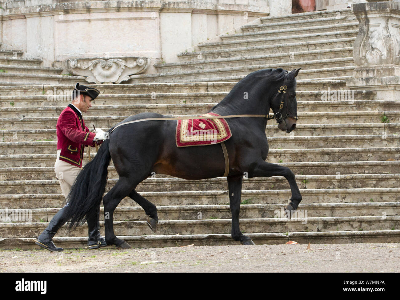 La formation, l'homme cheval lusitanien étalon en étapes de dressage, Royal Riding School, Lisbonne, Portugal, mai 2011, parution du modèle Banque D'Images