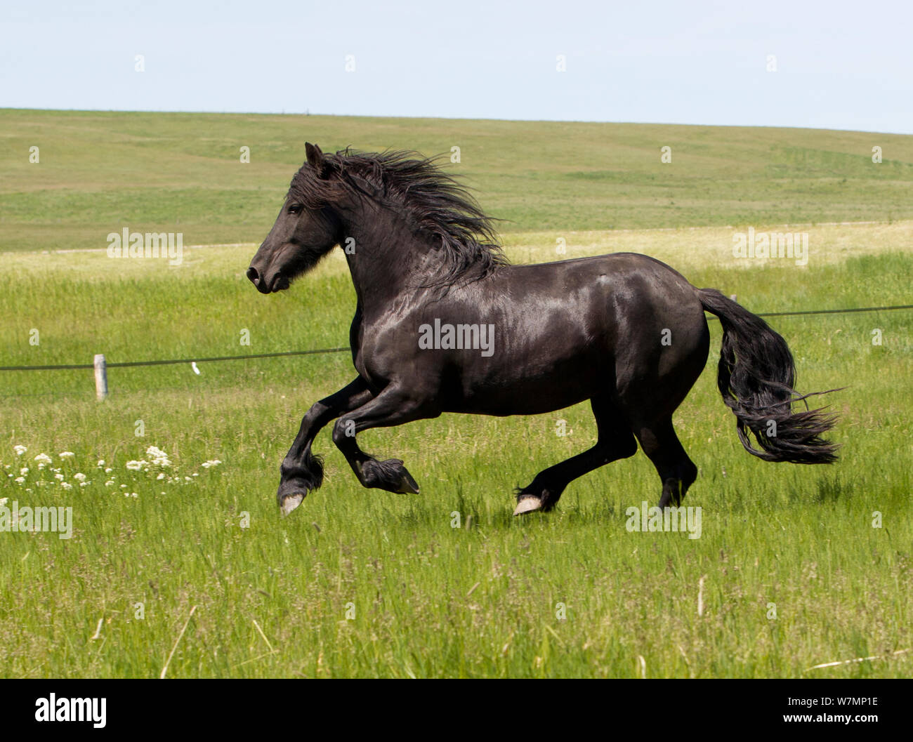 Cheval frison, étalon noir tournant dans le champ, Livingston, Montana, USA Banque D'Images