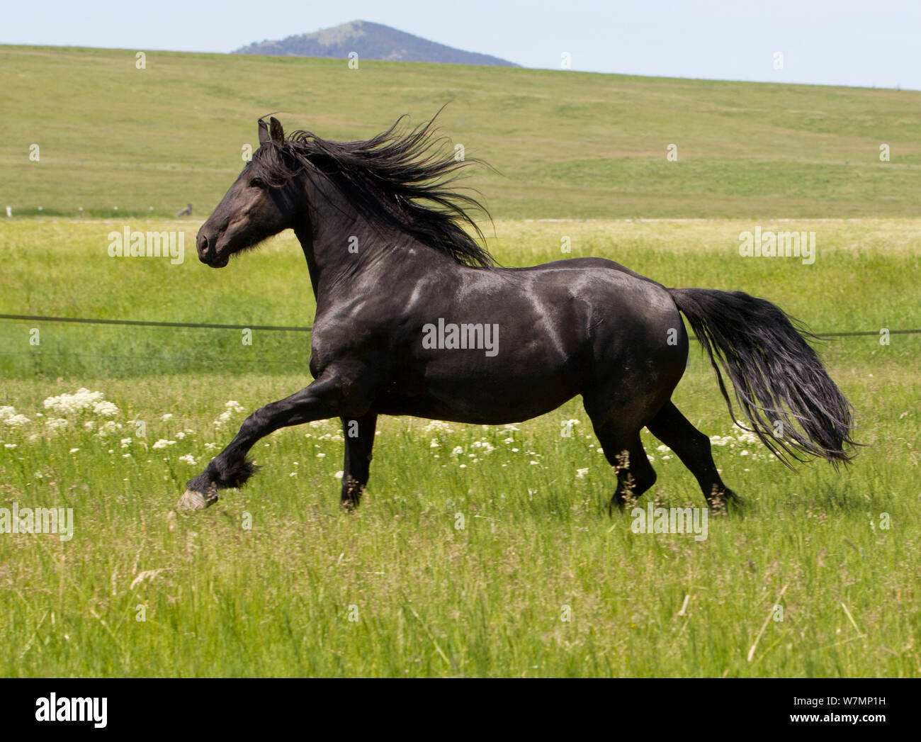 Cheval frison, étalon noir tournant dans le champ, Livingston, Montana, USA Banque D'Images