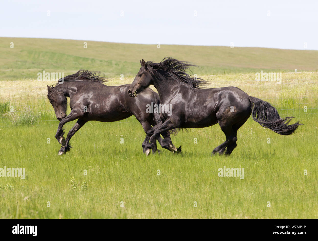 Cheval Frison Deux Chevaux Noirs S Executant En Champ Livingston Montana Usa Photo Stock Alamy