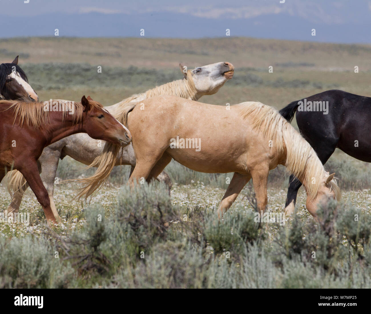 Chevaux sauvages / Mustang, les mâles femelles en oestrus suivantes, McCullough Pics, Wyoming, USA Banque D'Images