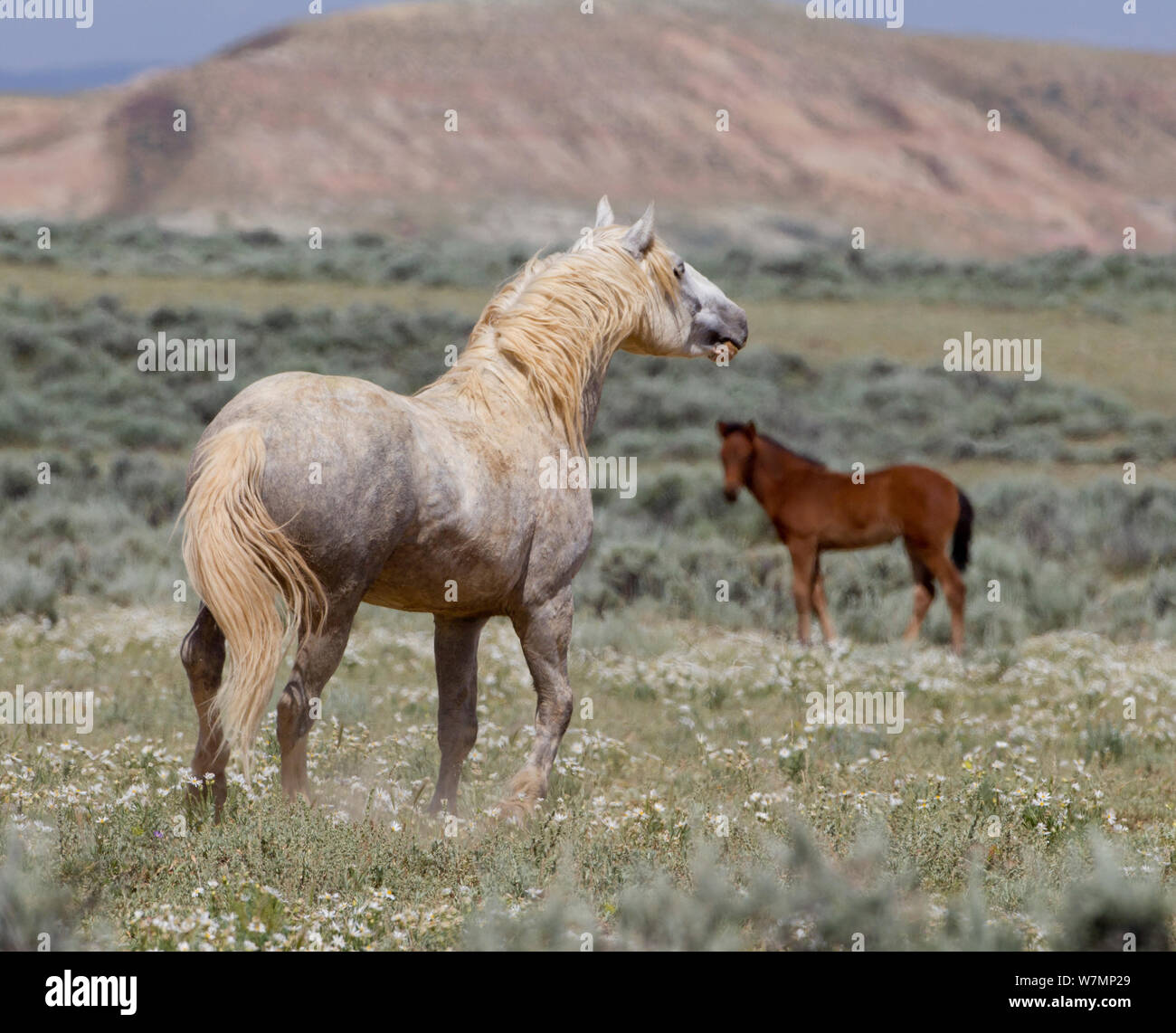 Chevaux sauvages / Mustang, les adultes et les juvéniles, McCullough Pics, Wyoming, USA Banque D'Images