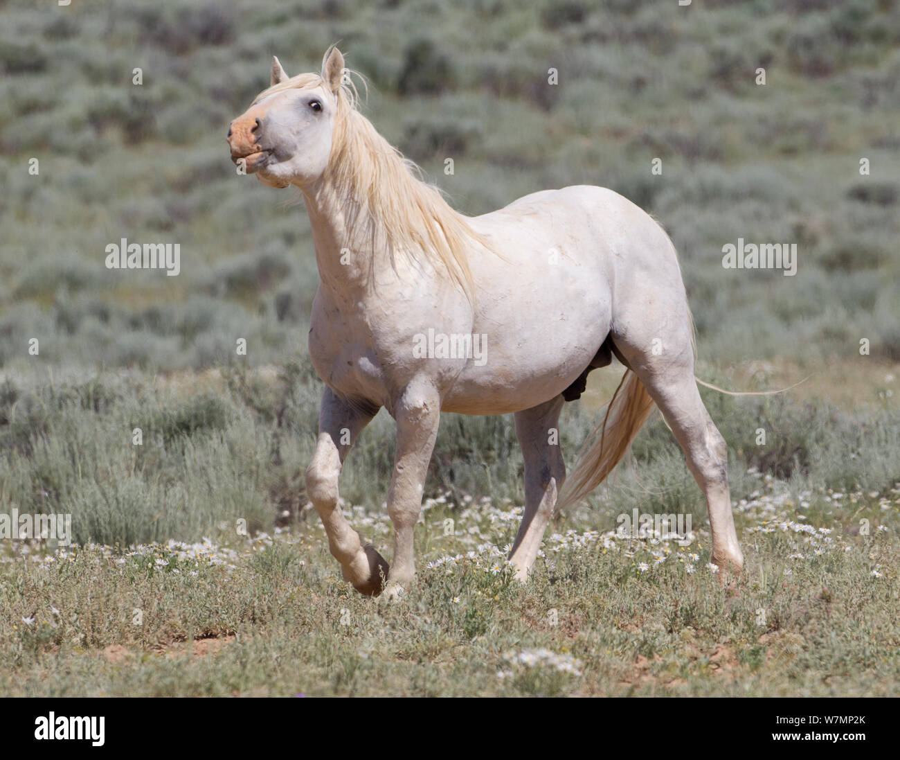 Les chevaux sauvages, les Mustangs / étalon gris renifle l'air pour les femelles en oestrus, McCullough Pics, Wyoming, USA Banque D'Images