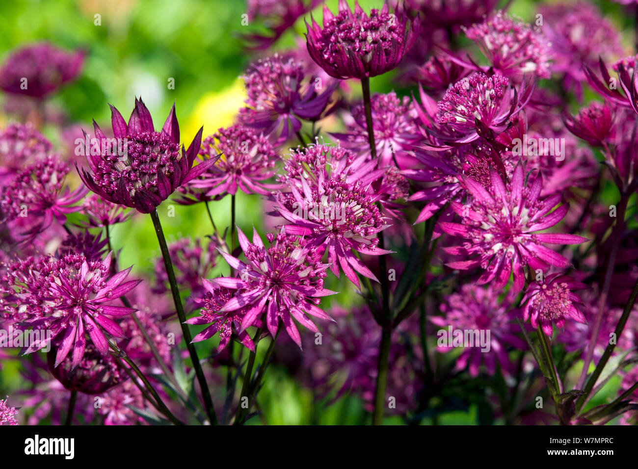 Astrantia major 'Ruby Star' Banque D'Images