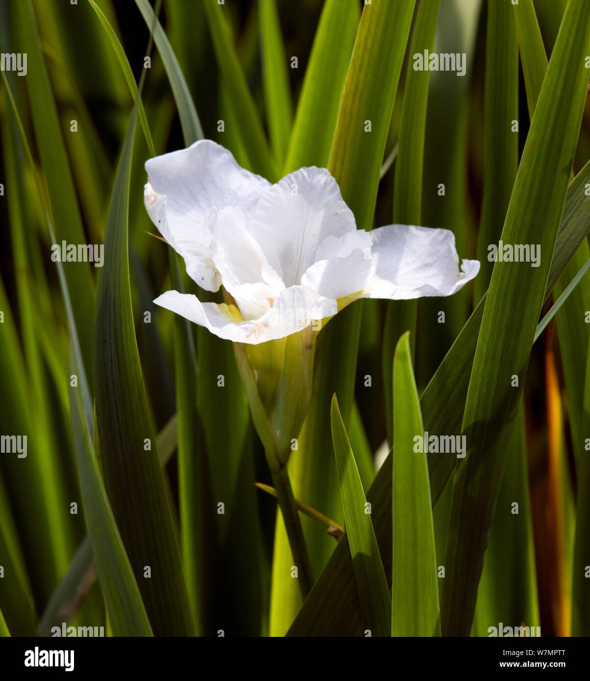 Iris sibirica 'nowcrest» Banque D'Images