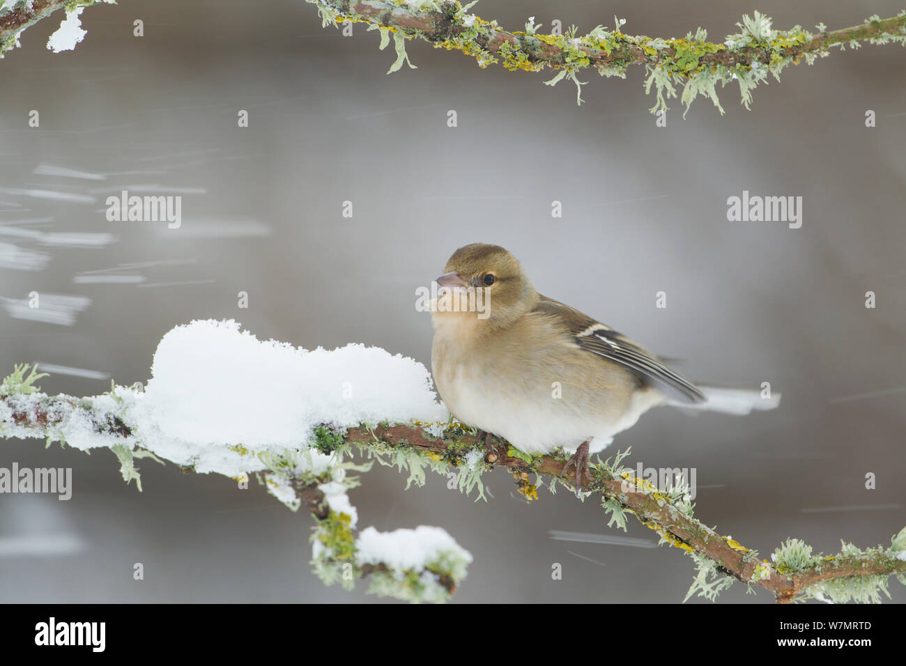 Chaffinch (Fringilla coelebs) perché sur branche dans la neige, Écosse, Royaume-Uni, décembre Banque D'Images