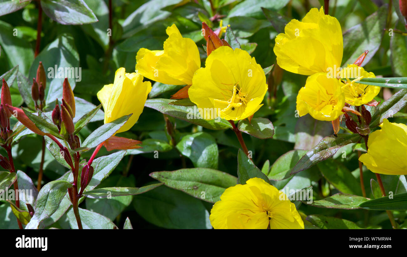 Oenothera 'Summer Sun' Banque D'Images