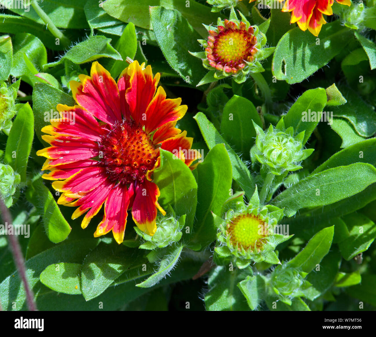 Gaillardia aristata 'Touch' jaune pinTop Banque D'Images