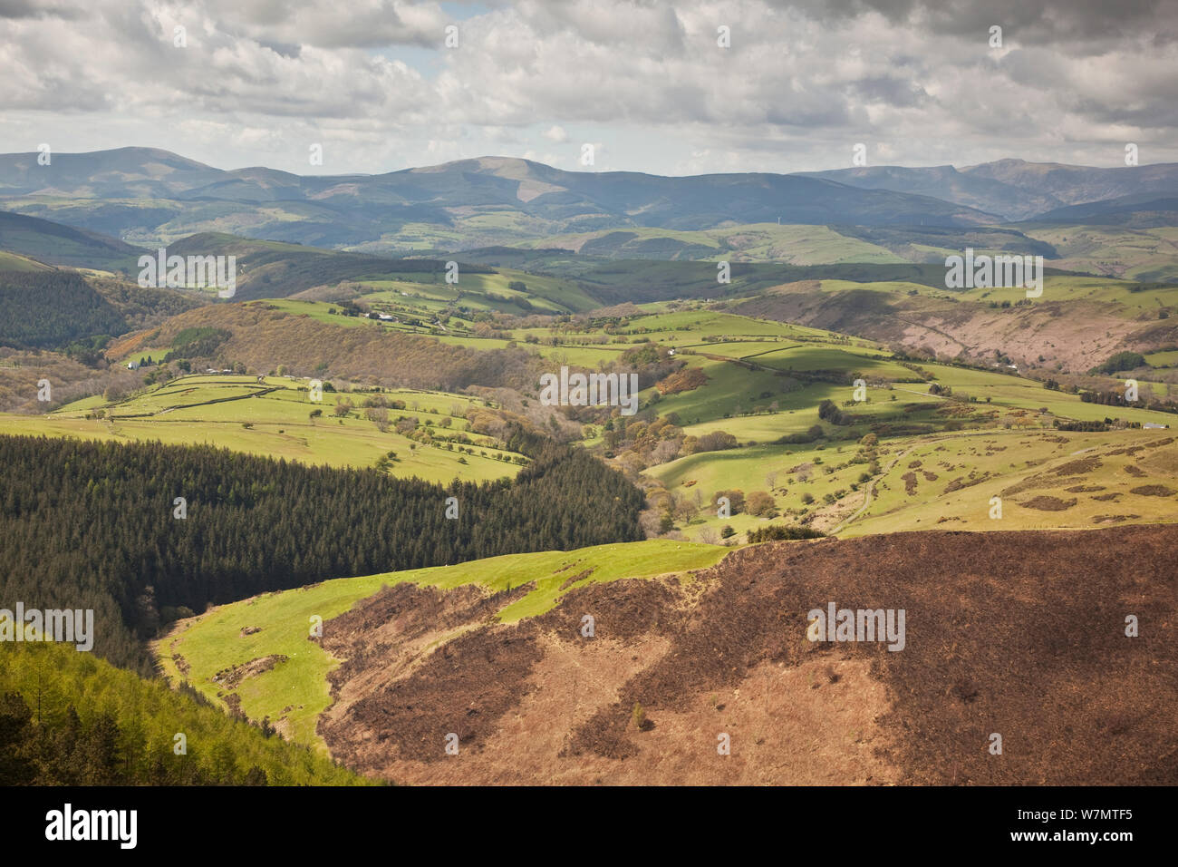 Vue sur le paysage de montagne mixtes. Cambrian Mountains, galles, mai 2012. Banque D'Images