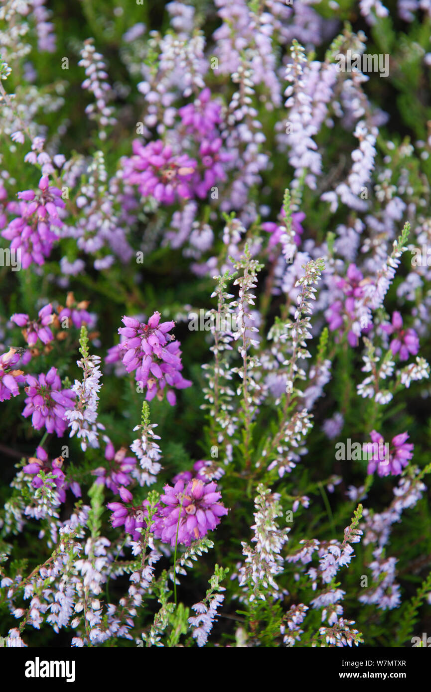 La floraison bruyère cendrée (Erica cinerea) et heath commun plus pâles / Ling (Calluna vulgaris) ), du Camp de César, flotte, Hampshire, Angleterre, Royaume-Uni, août. Banque D'Images