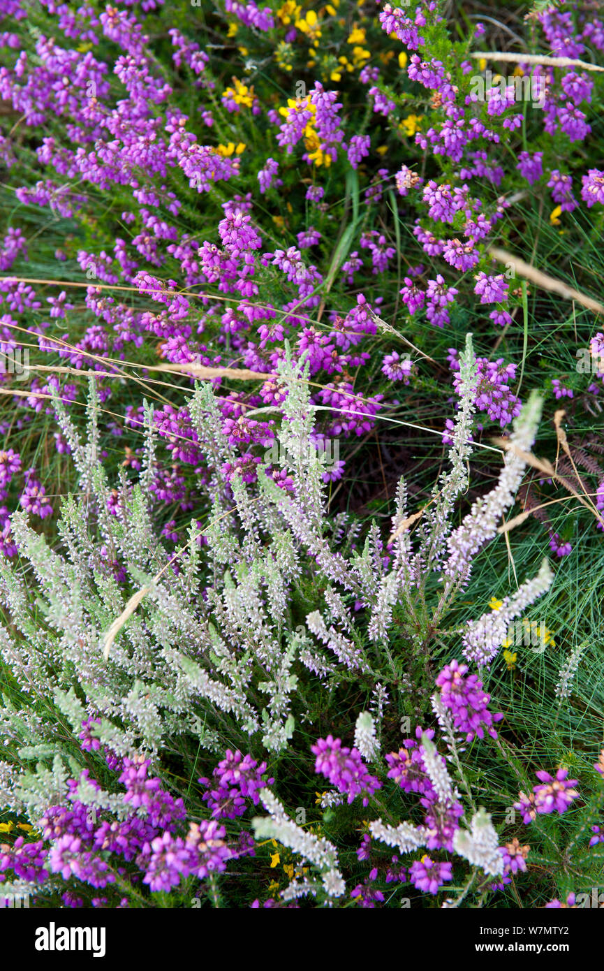 La floraison Bruyère cendrée (Erica cinerea) avec heath commun plus pâles / Ling (Calluna vulgaris) du Camp de César, flotte, Hampshire, Angleterre, Royaume-Uni, août. Banque D'Images