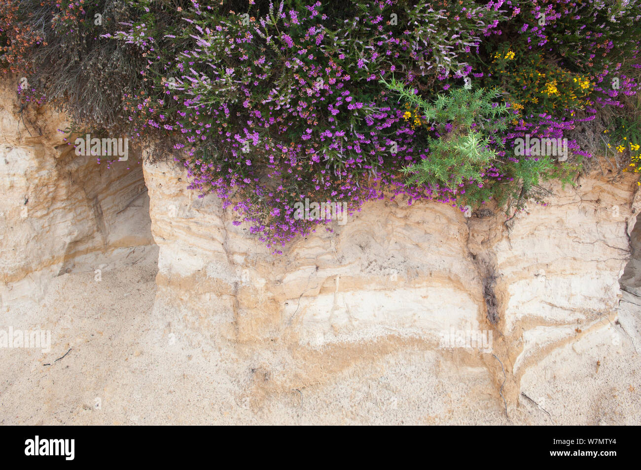 Commune de floraison bruyère (Calluna vulgaris) et la bruyère cendrée (Erica cinerea) sur sol sableux, du Camp de César, flotte, Hampshire, Angleterre, Royaume-Uni, août. Banque D'Images