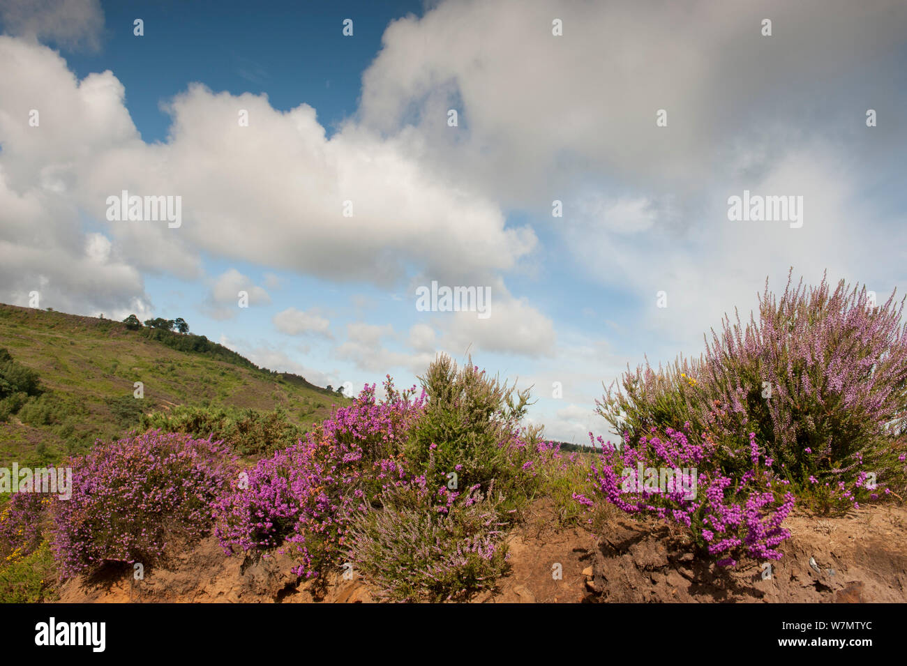 Bruyères floraison - Common heath / Ling (vlugaris Calluna) et bruyère cendrée (Erica cinerea) dans les basses terres Heath, du Camp de César, flotte, Hampshire, England, UK, Août Banque D'Images